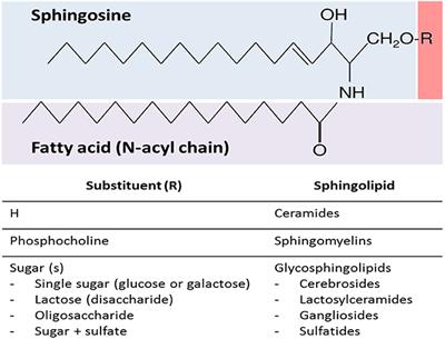 From Molecules to the Clinic: Linking Schizophrenia and Metabolic Syndrome through Sphingolipids Metabolism